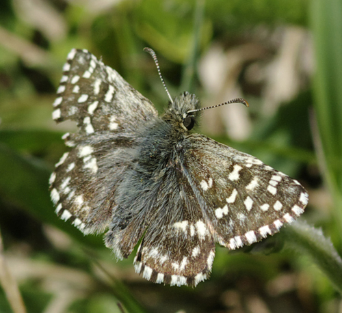 Pyrgus sp.?